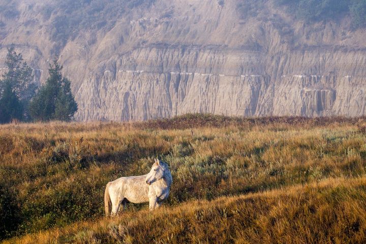 A feral horse at Theodore Roosevelt National Park, most commonly seen in the south unit.