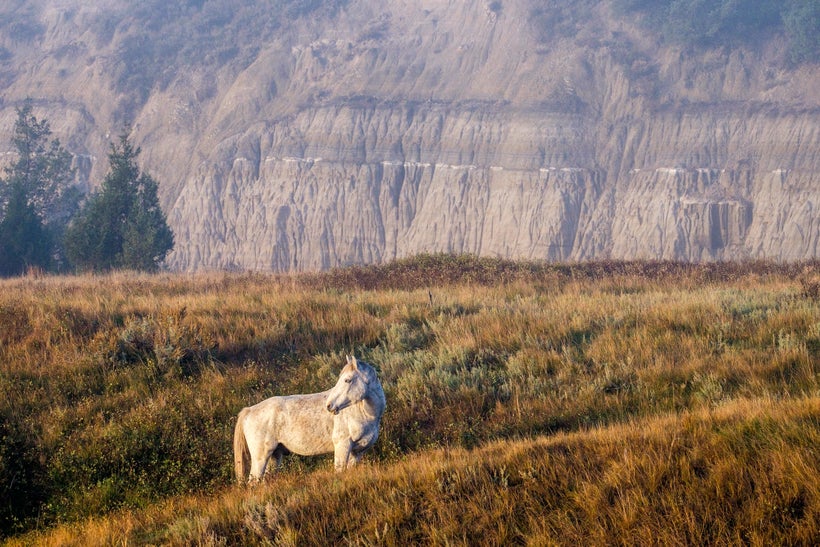 <em>A feral horse at Theodore Roosevelt National Park, most commonly seen in the south unit.</em>