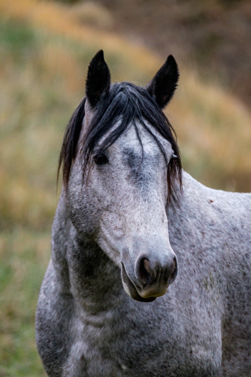 Portrait of a wild horse in Theodore Roosevelt National Park.