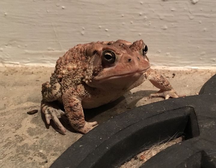 Meet Mr. Toad.