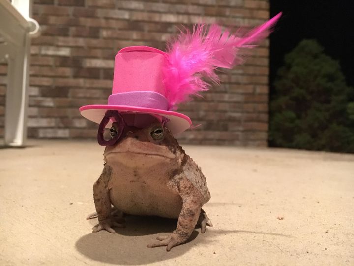 Mr. Toad looking fly in a top hat and monocle.