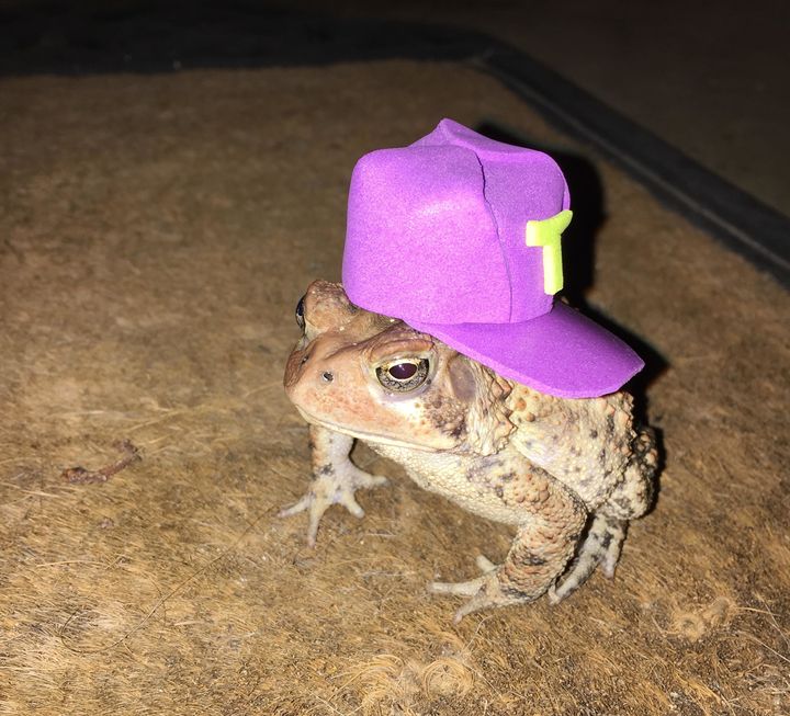 Mr. Toad sports a baseball cap.