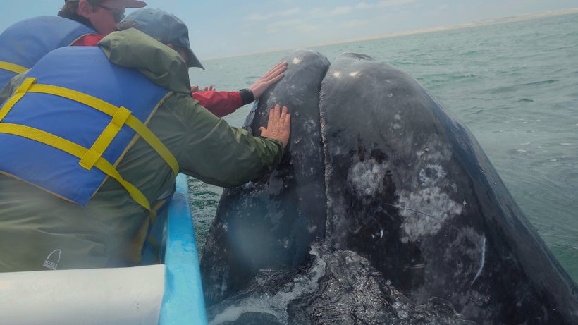Petting a mama gray whale in San Ignacio Lagoon, Baja, Mexico