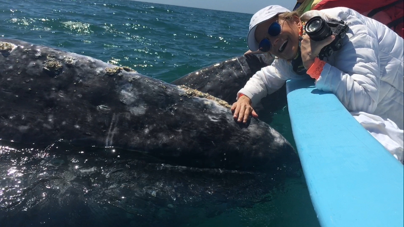 Espinosa petting a baby gray whale in San Ignacio Lagoon, Baja, Mexico