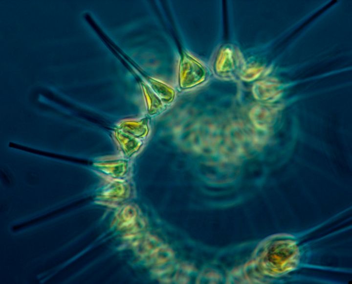 Phytoplankton, microscopic marine plants, part of the oceanic food chain that provides nourishment for many aquatic creatures, like whales, shrimp, snails and jellyfish.