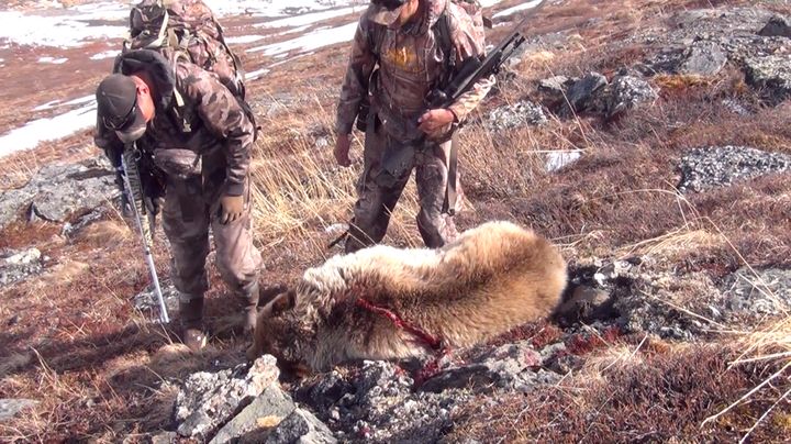 Grizzly Hunting in Alaska