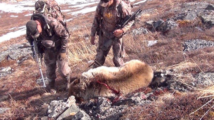 Grizzly Hunting in Alaska