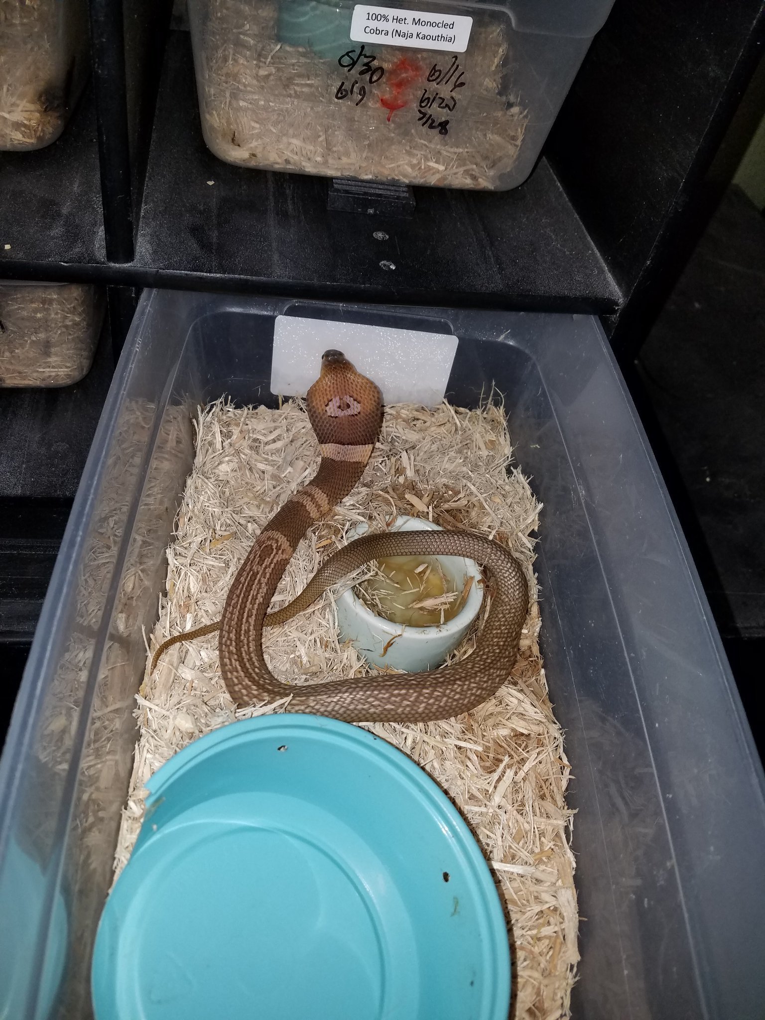 cobra snake escape in ocala fl