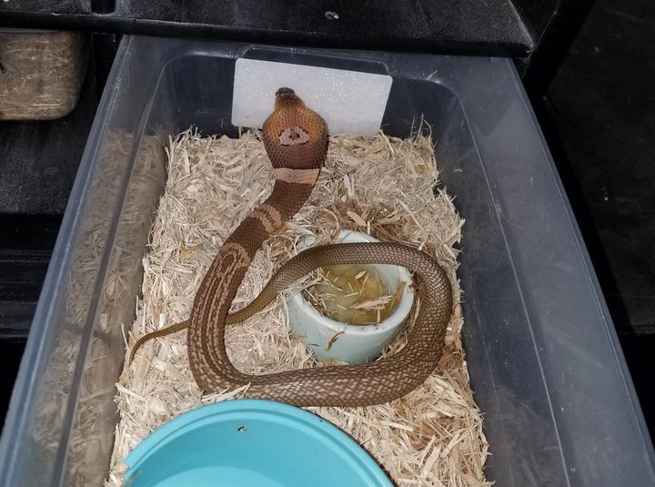 Wildlife officials in central Florida shared this photo while on the hunt for an escaped pet cobra.
