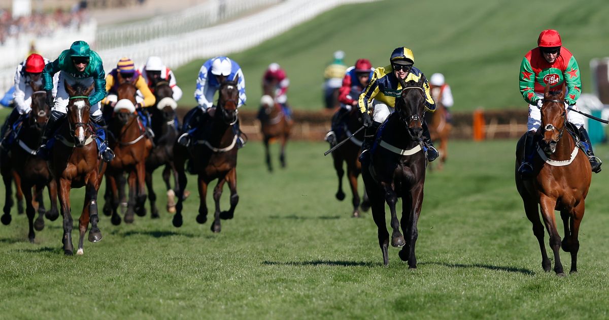 Cheltenham Festival: Horse Consul De Thaix Dies After Fatal Fall In ...