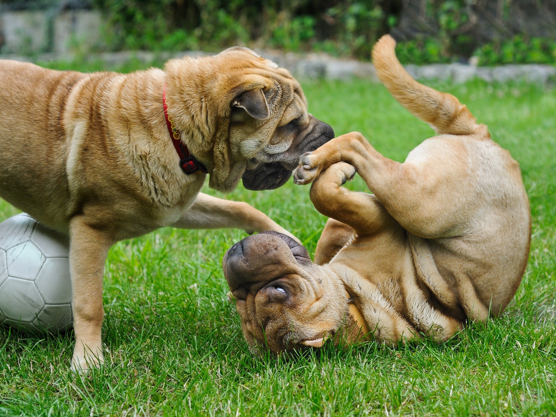 dogs emotional intelligence