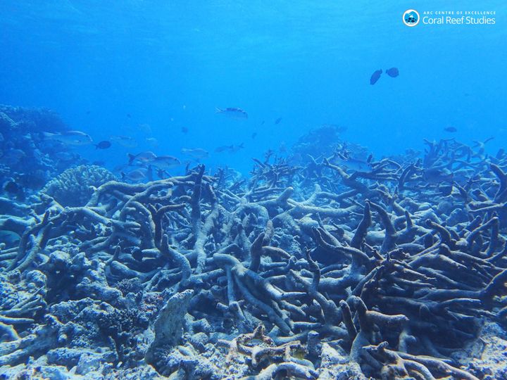 A graveyard of dead staghorn coral.