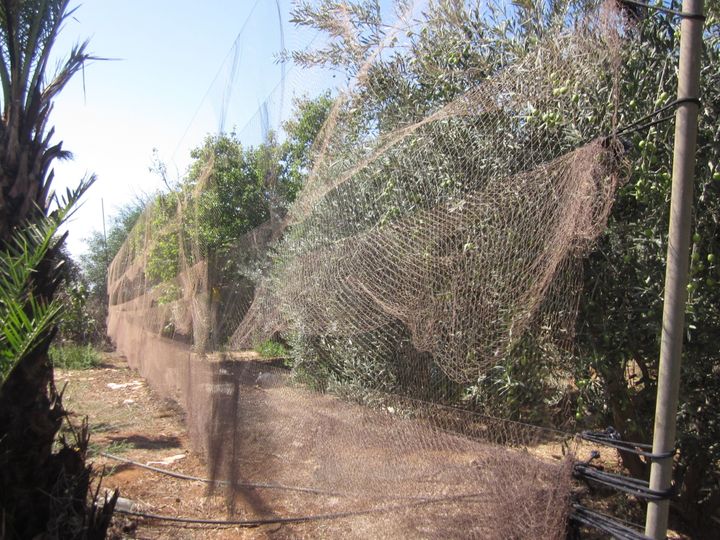 The number of nets used to trap birds remains at record levels