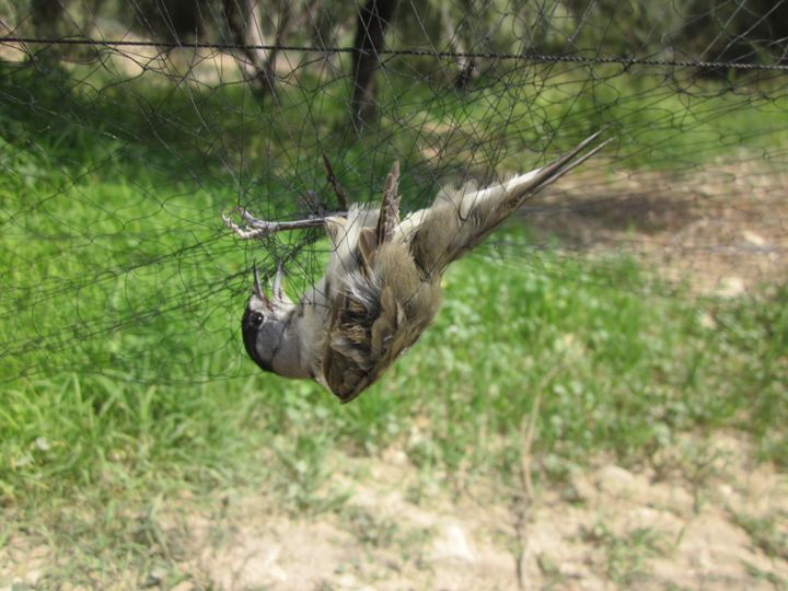 More than 800,000 songbirds were illegally trapped and killed on a British military base in Cyprus