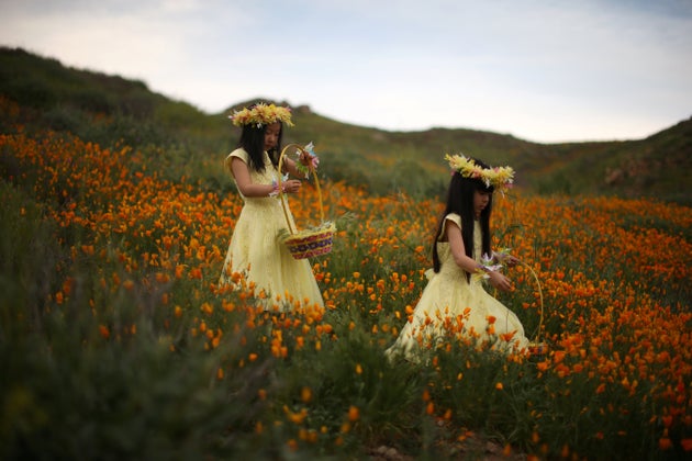 カリフォルニアの砂漠一面に咲き乱れる花 秋冬の雨で長年の干ばつが解消される ハフポスト