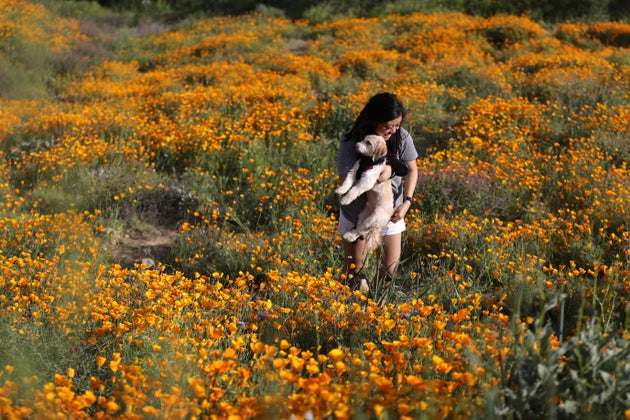 カリフォルニアの砂漠一面に咲き乱れる花 秋冬の雨で長年の干ばつが解消される ハフポスト