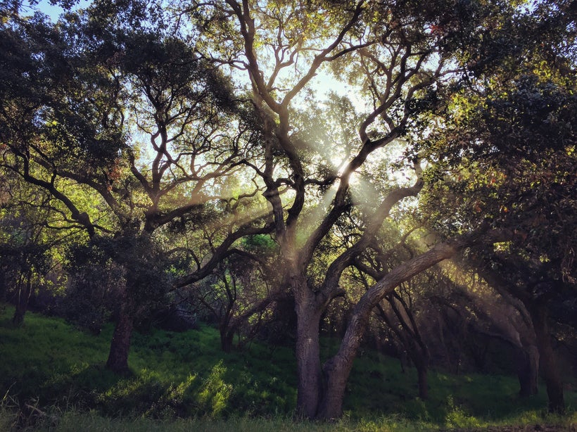 Letting Light In, by Cassidy Hall