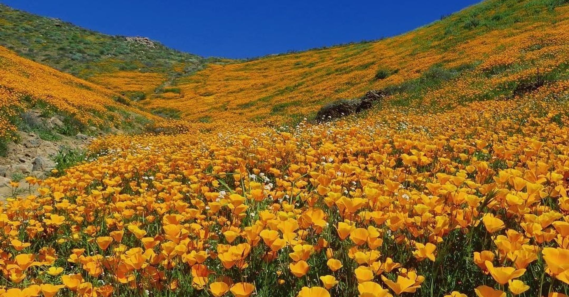 9 Magical Photos Of California’s Wildflower Super Bloom HuffPost