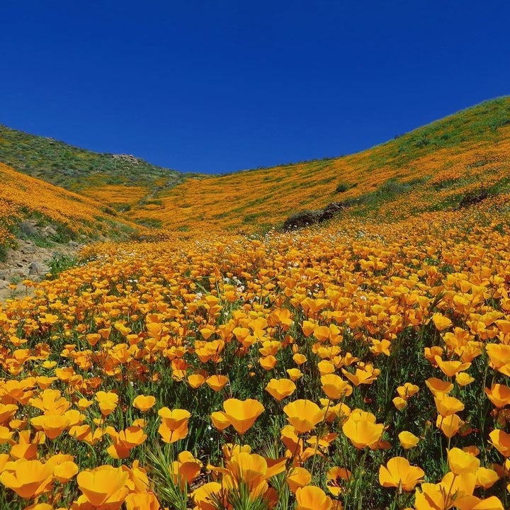 9 Magical Photos Of California’s Wildflower Super Bloom | HuffPost Life