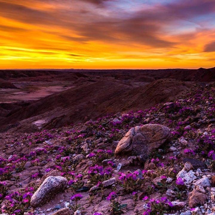 Anza-Borrego Desert State Park, California @ZANDTRICK