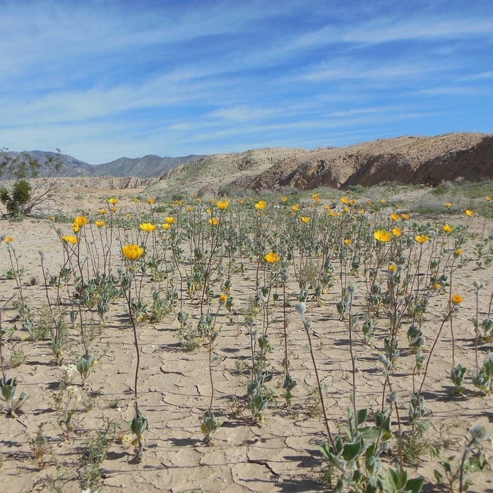 Anza-Borrego Desert State Park, California @CALIFORNIATRAILMAP