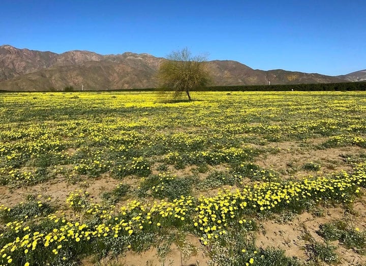 Anza-Borrego Desert State Park, California @NATSTAGRAMME