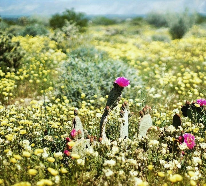 Anza-Borrego Desert State Park, California @DRPEAK2PEEK