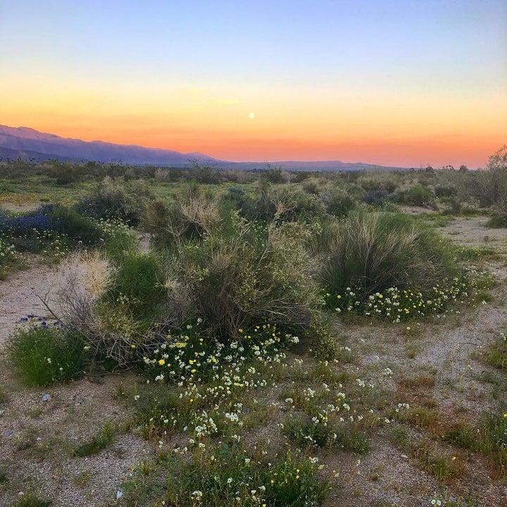 <p>Anza-Borrego Desert State Park <a rel="nofollow" href="https://www.instagram.com/p/BRkbx-Jlja0/" target="_blank">@MISSYARMOSH</a></p>