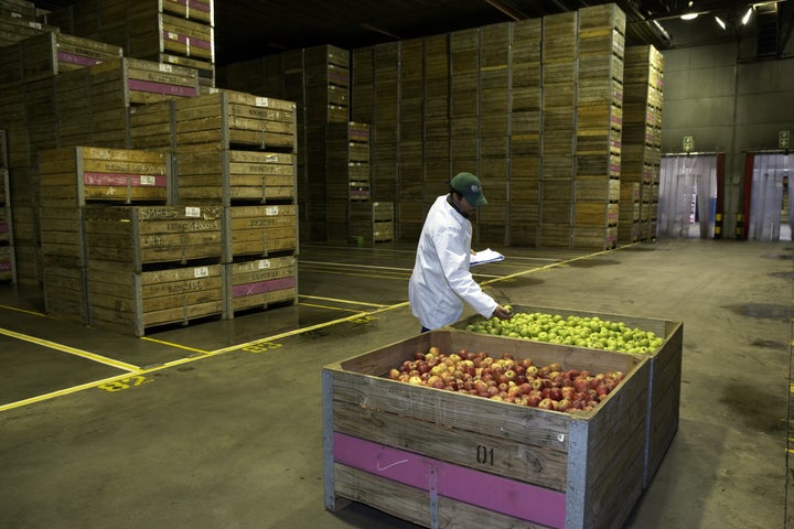 Checking on apples in cold storage in South Africa