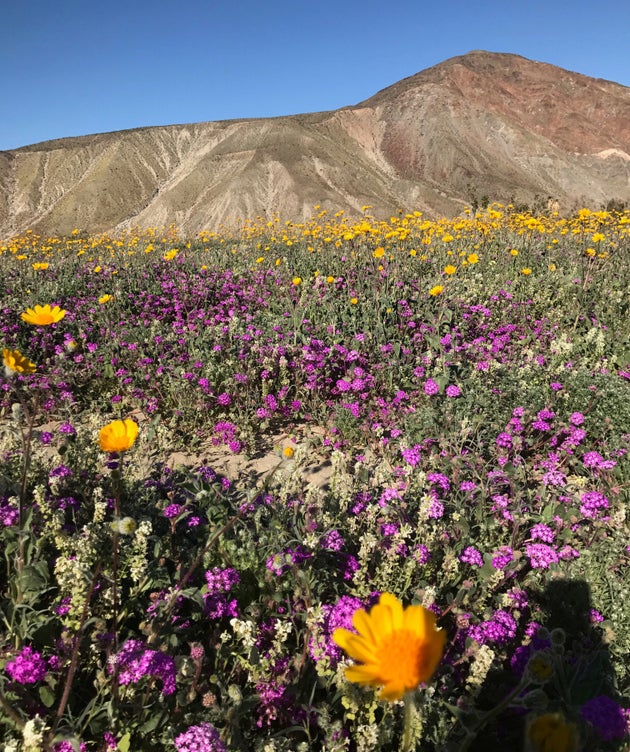 カリフォルニアの砂漠一面に咲き乱れる花 秋冬の雨で長年の干ばつが解消される ハフポスト