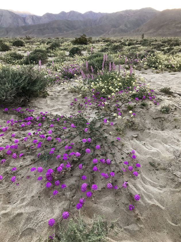 カリフォルニアの砂漠一面に咲き乱れる花 秋冬の雨で長年の干ばつが解消される ハフポスト