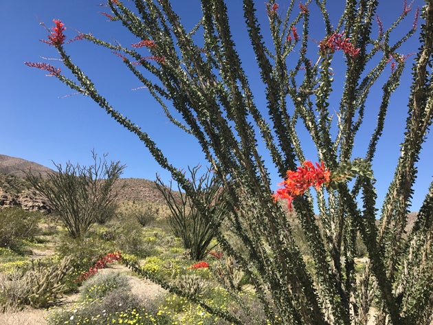 カリフォルニアの砂漠一面に咲き乱れる花 秋冬の雨で長年の干ばつが解消される ハフポスト