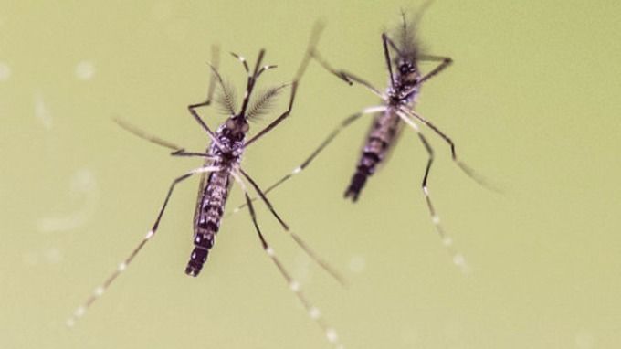 Zika is most commonly spread through mosquitoes. 