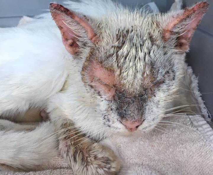 Cotton was in rough shape when a Florida resident found him wandering outside.