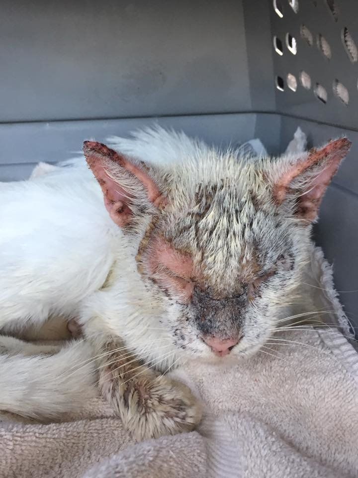 Cotton was in rough shape when a Florida resident found him wandering outside.