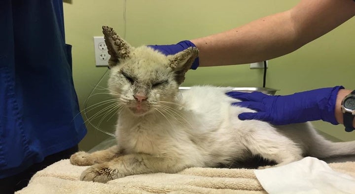 Cotton, enjoying a vet visit more than your typical cat.