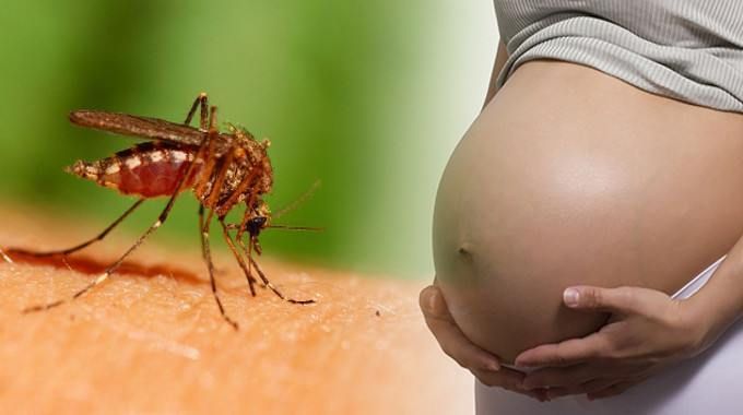 <p>Zika virus can cause severe birth defects in babies whose mothers are infected during pregnancy. </p>