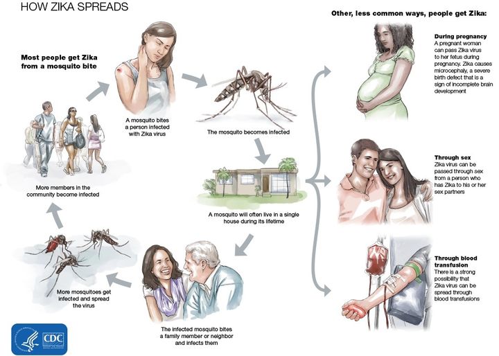 <p>How Zika spreads</p>