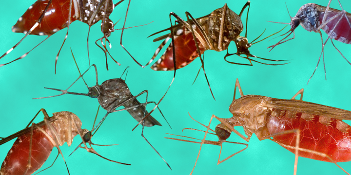 <p>What the mosquitoes that spread Zika and dengue look like </p>