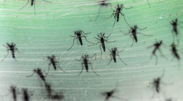 <p>Zika Update: What you need to know today </p>