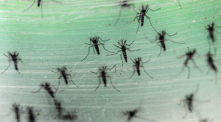 Zika Update: What you need to know today 