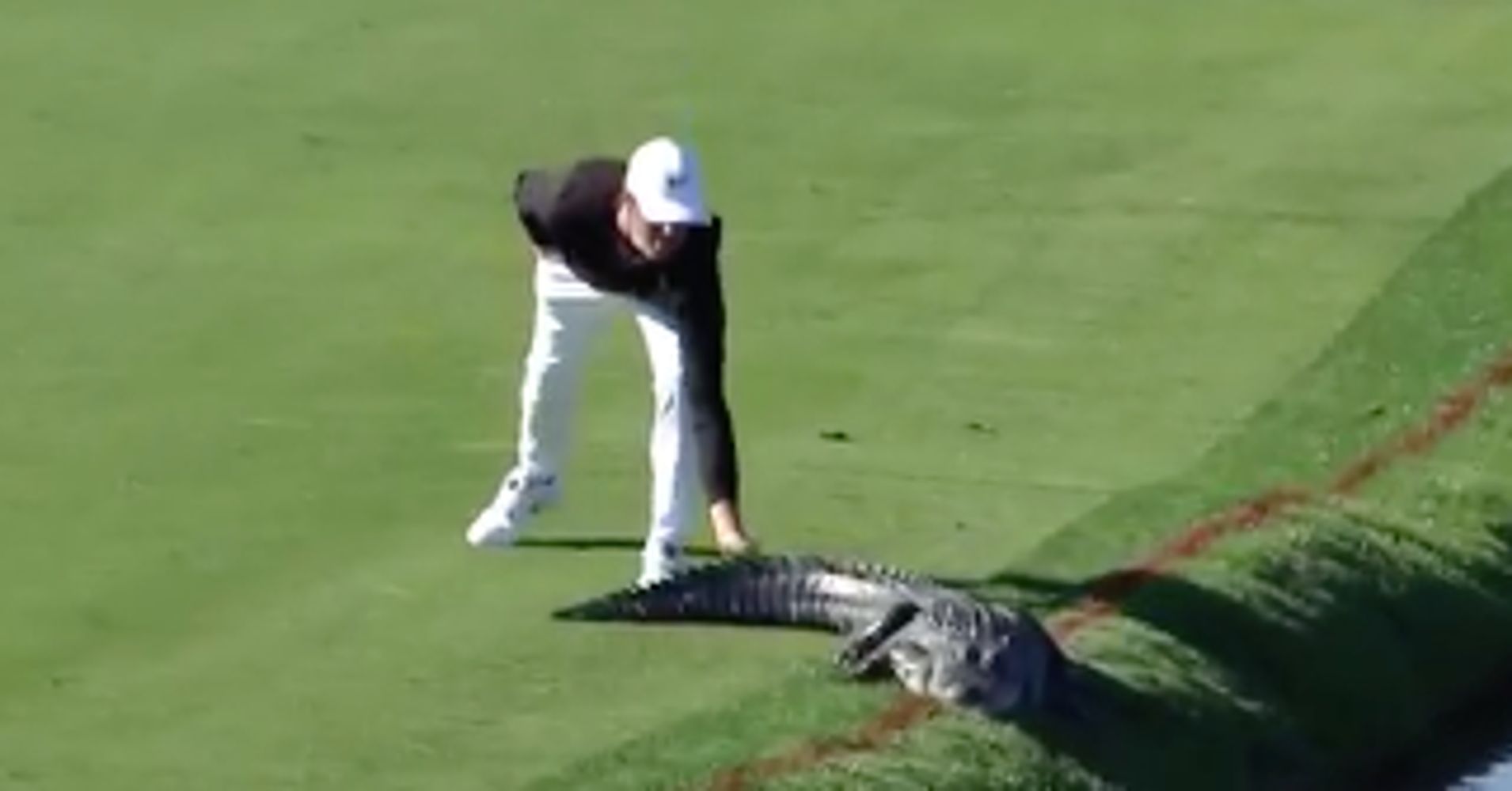 Badass Golfer Cody Gribble Pulls Stunning Move On Alligator | HuffPost