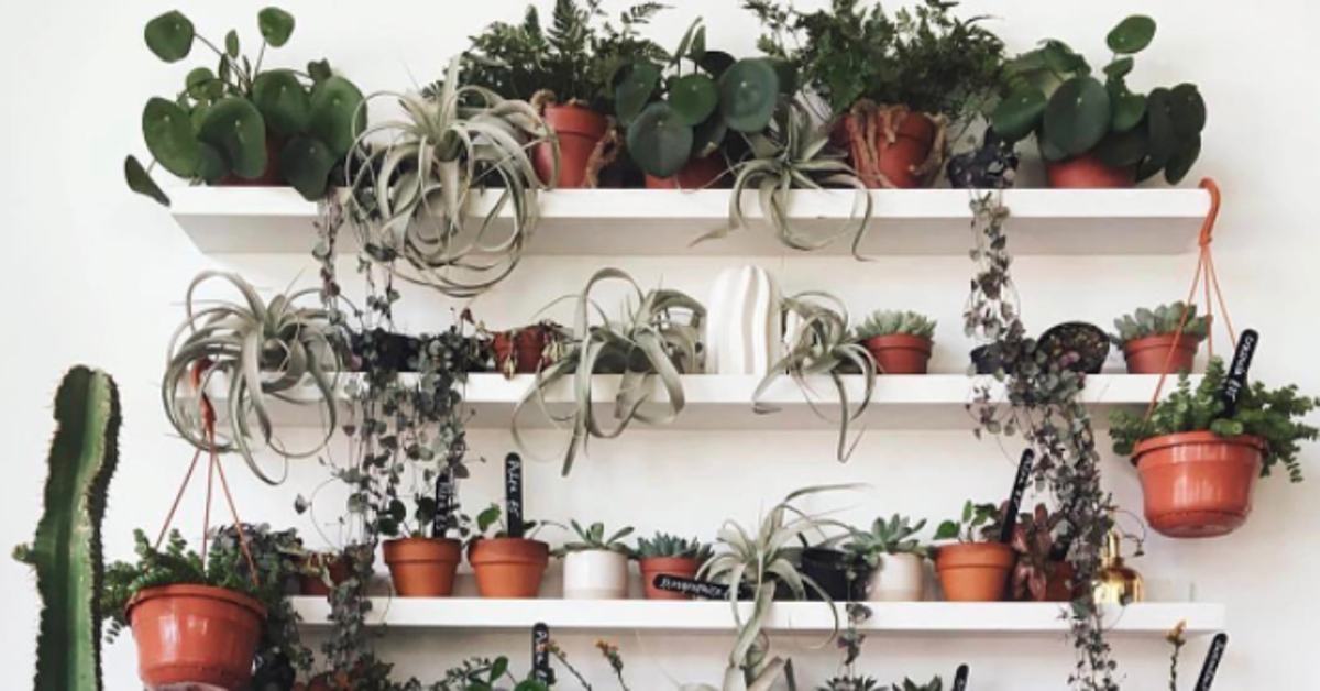 Ultimate Plant 18 Instagram Accounts Giving Us Green Fingered Ultimate Plant 18 Instagram Accounts Giving Us Green Fingered Goals Huffpost Uk