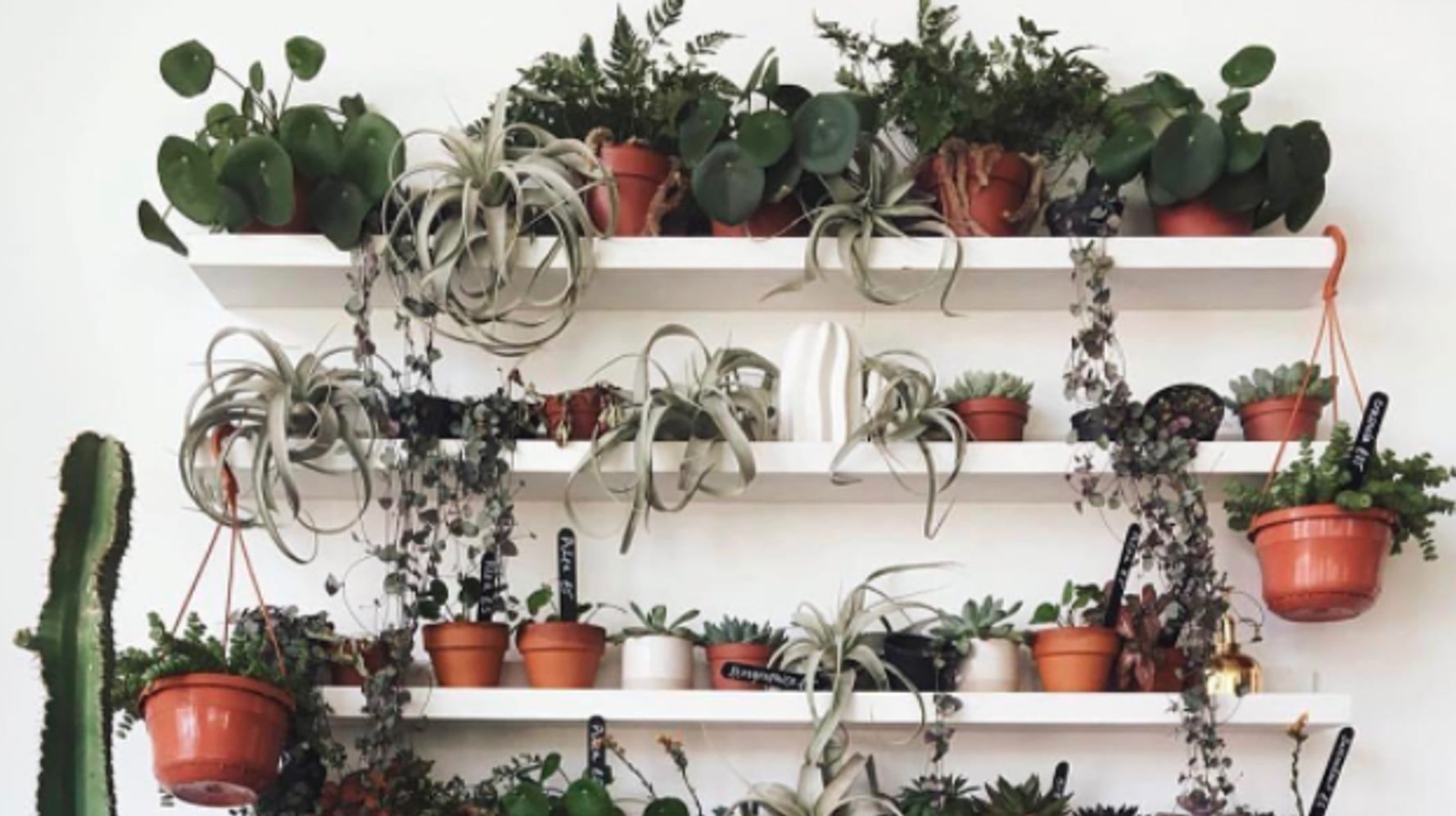 Plant Porn - Ultimate Plant Porn: 18 Instagram Accounts Giving Us Green ...