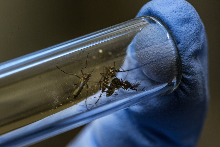 A lab technician researching a cure for Zika displays mosquitos in a test tube at the Oswaldo Cruz Foundation in Rio de Janeiro 