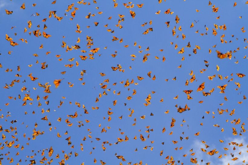 10 Inspirational Photos from the Monarch Butterfly Migration | HuffPost