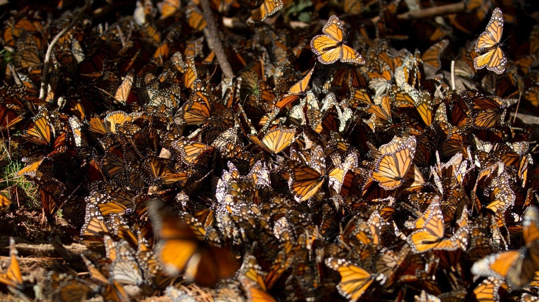 10 Inspirational Photos from the Monarch Butterfly Migration | HuffPost ...