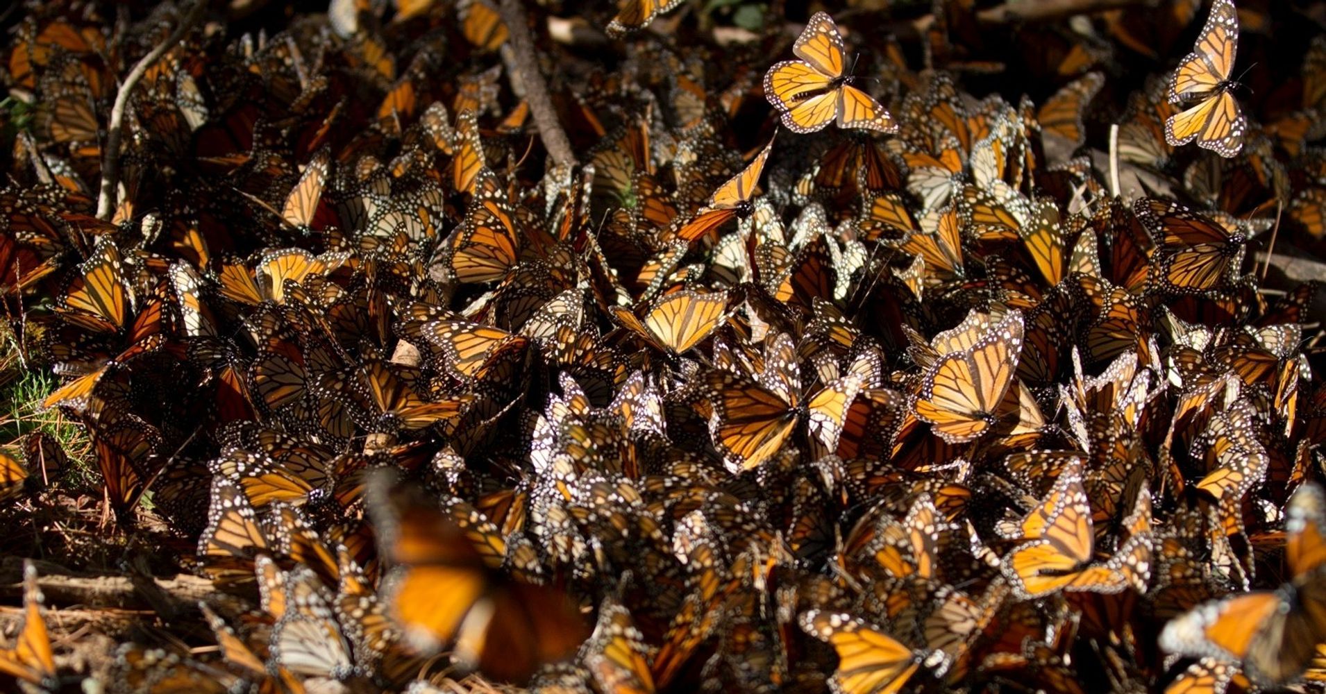 10 Inspirational Photos from the Monarch Butterfly Migration | HuffPost