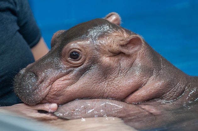 For Cincinnati Zoo S Baby Hippo Fiona Every Day Brings New Firsts Huffpost