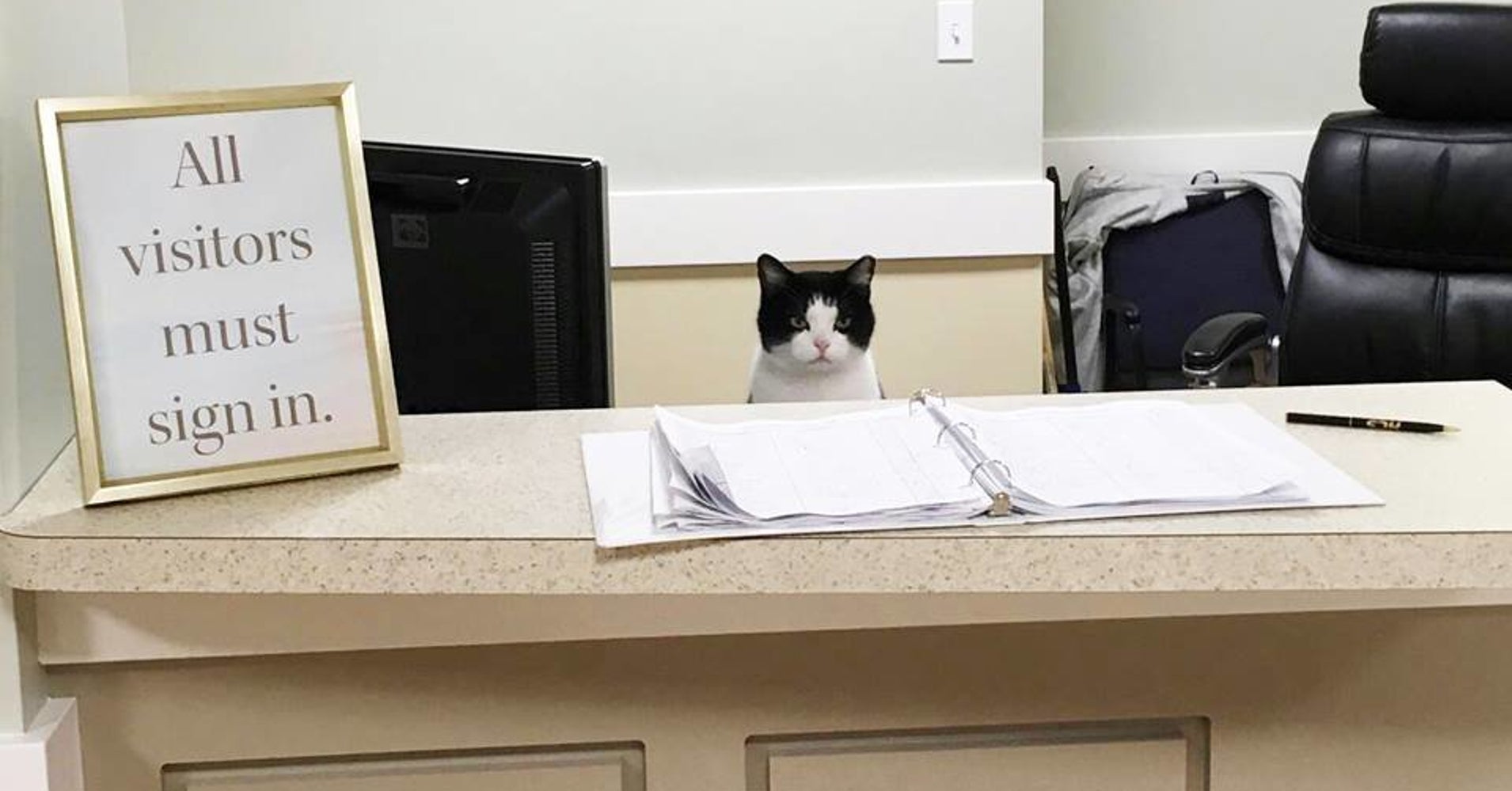 Stray Cat Wanders Into Nursing Home, Gets Permanent Job Offer HuffPost